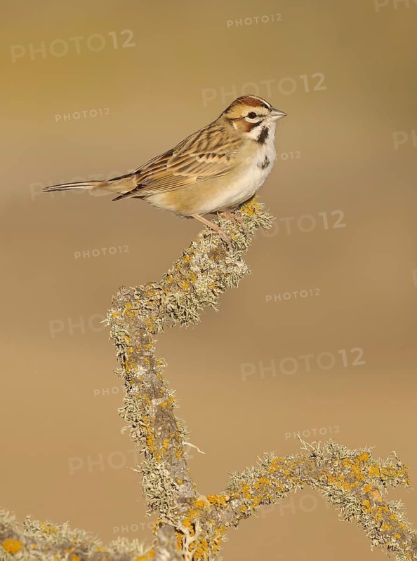 Hermit Thrush (Catharus guttatus) perched on a branch, California, USA