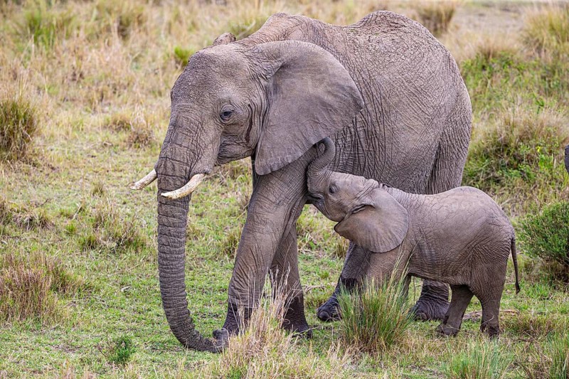 African elephant (Loxodonta africana) Masai Mara Kenya