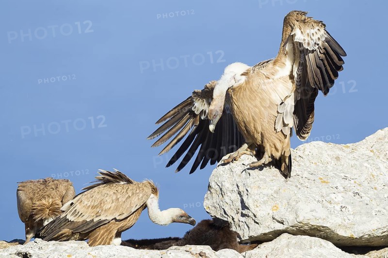Griffon Vulture (Gyps fulvus), Mallorca, Spain