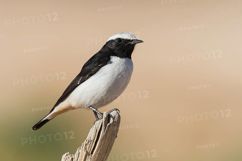 Mourning Wheatear (Oenanthe lugens) male, Eilat, Israel