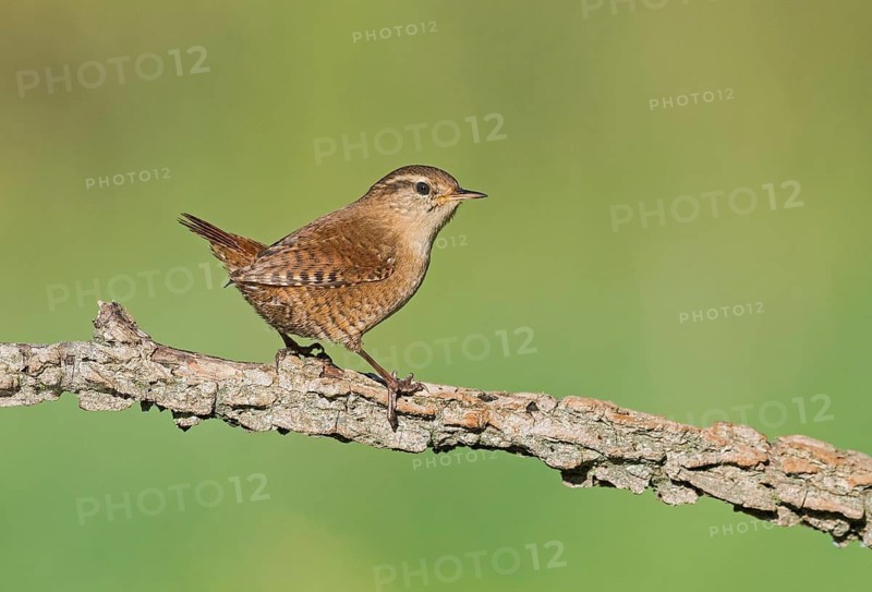 Eurasian Wren (Troglodytes troglodytes) perched on a branch, Aosta Valley, Italy