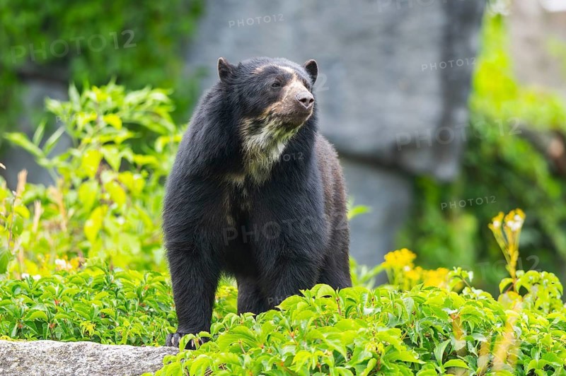 American black bear (Ursus americanus), standing on a rock, captive, Zoo Augsburg, Bavaria, Germany