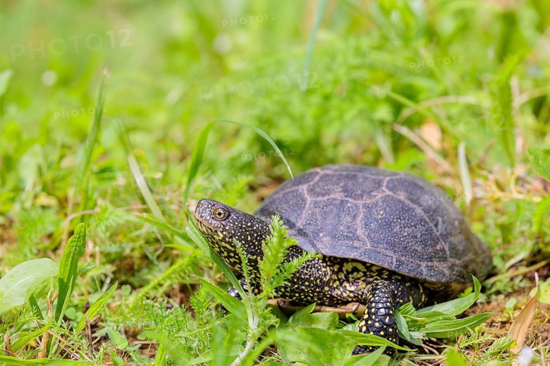A European pond turtle (Emys orbicularis), makes its way through the green meadow next to the pond