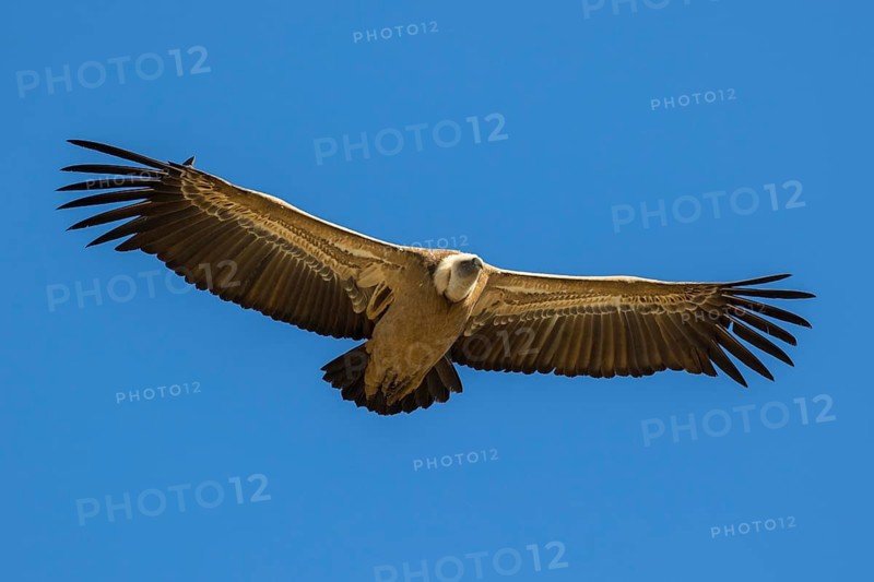 Griffon Vulture (Gyps fulvus) flying, Spain