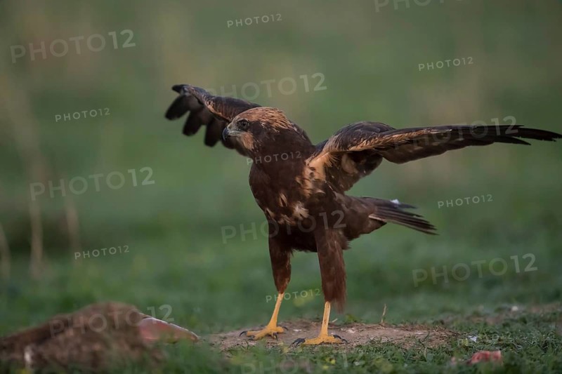 Marsh harrier (Circus aeruginosus), Extremadura, Castilla La Mancha, Spain