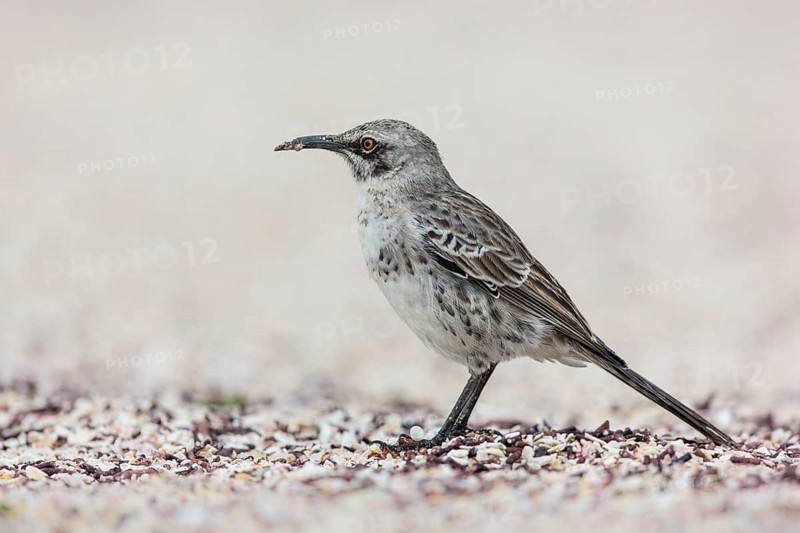 Hood Mockingbird (Mimus macdonaldi), Galapagos, Ecuador