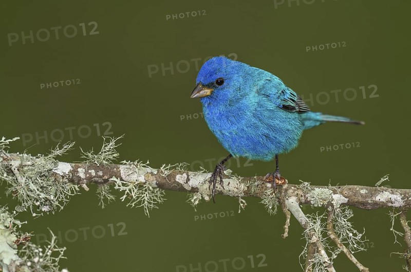 Indigo Bunting (Passerina cyanea) male perched on a branch, Texas, USA
