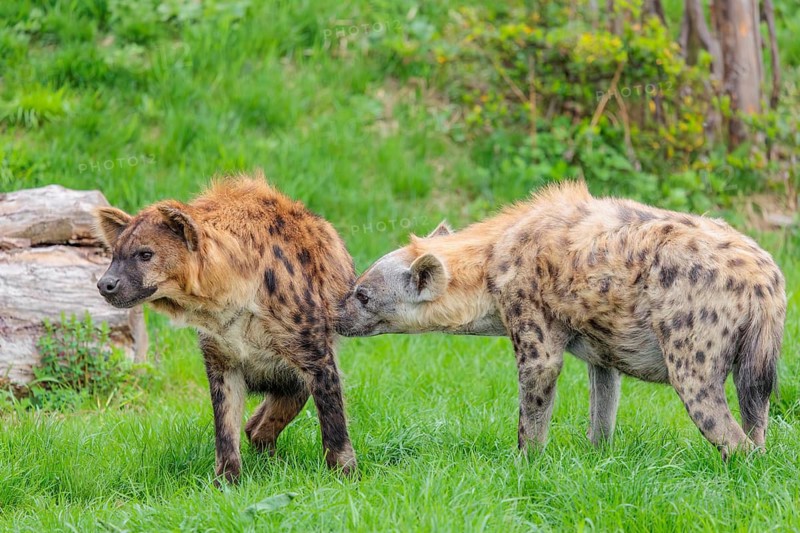 Two adult spotted hyenas (Crocuta crocuta), one male and one female, display courtship behaviour