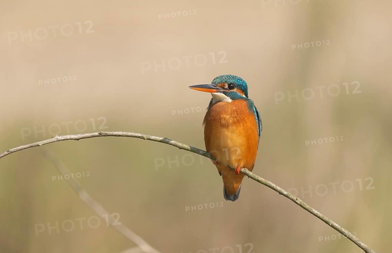 Vibrant Common Kingfisher (Alcedo atthis) perched on a thin branch, Sreepur, Gazipur, Bangladesh