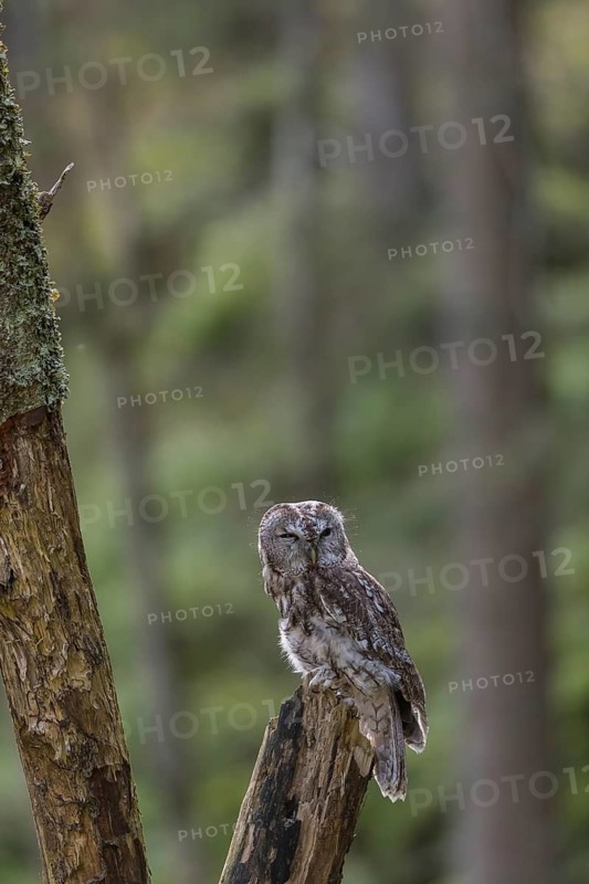 One tawny owl or brown owl (Strix aluco) sitting on a dead tree in the bavarian forest. Green vegetation around