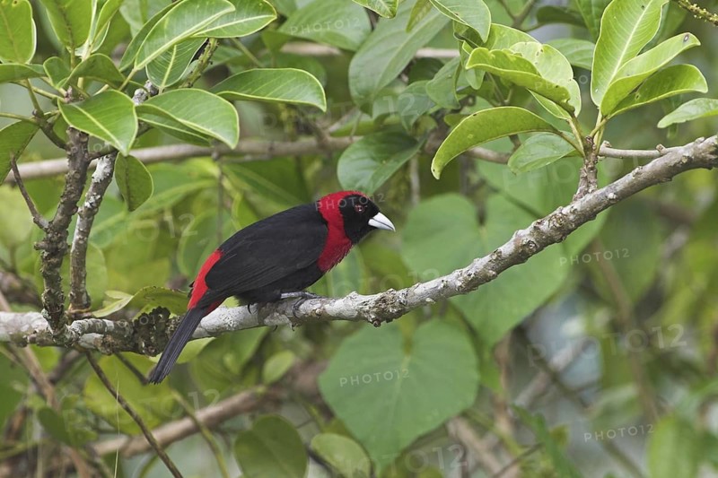 Crimson-collared Tanager (Ramphocelus sanguinolentus), Costa Rica