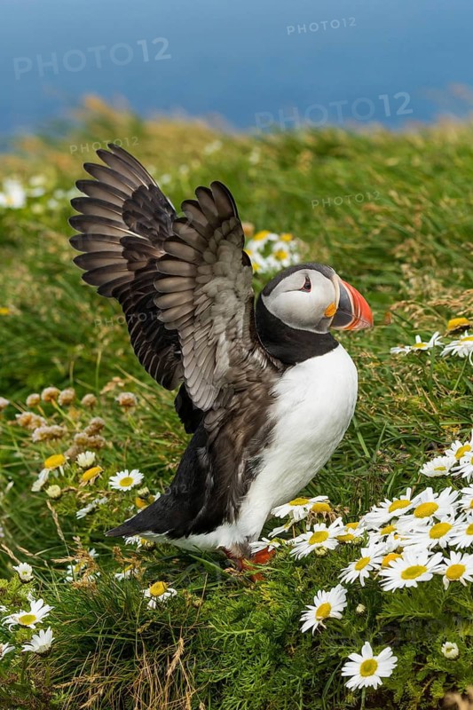 Atlantic Puffin (Fratercula arctica) on cliff, Iceland