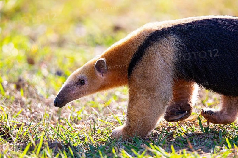 Southern tamandua (Tamandua tetradactyla) Pantanal Brazil