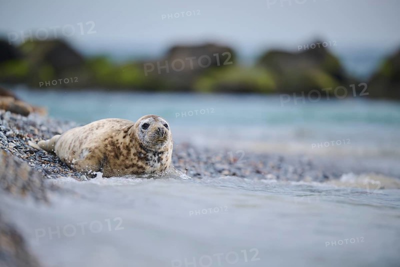 Grey seal (Halichoerus grypus) on the beach on the edge of the water with the sea in the background, Düne, Helgoland, Schleswig-Holstein, Germany