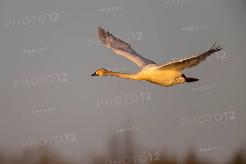 Whooper swan (Cygnus cygnus), Sweden