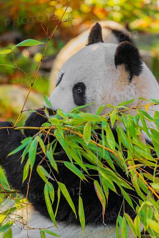 A Giant Panda, ailuropoda melanoleuca, leans against a rock and eats bamboo