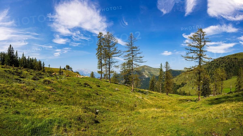 Herd of cattle on the Alpbichlalm with a view of the Trattberg, Osterhorngruppe, Salzkammergut, Salzburg province, Austria