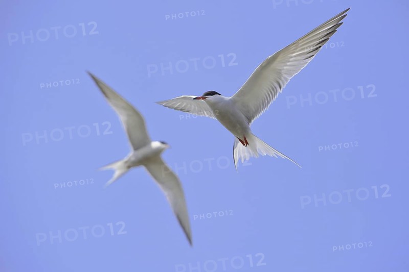 Common Tern (Sterna hirundo) flying, Lower Saxony, Germany
