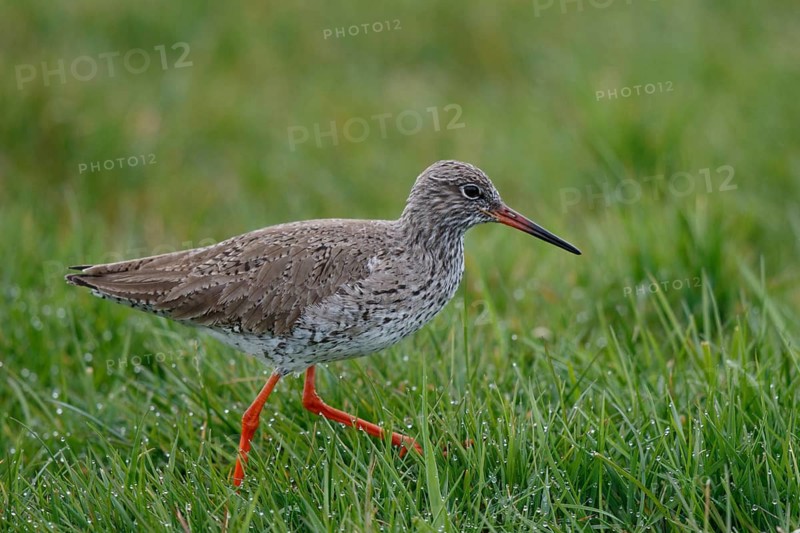 Common Redshank (Tringa totanus), Netherlands