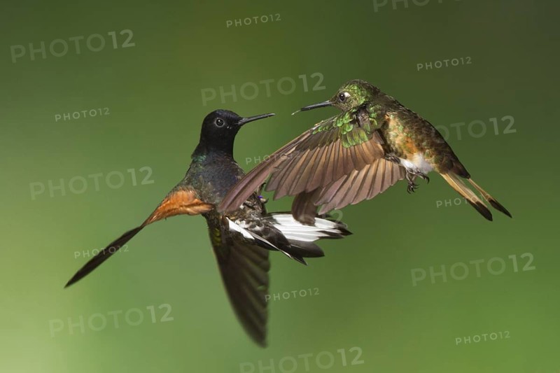 2 species of hummingbirds, the Velvet-purple Coronet and the Buff-tailed Coronet engaged in mid air battle at Mindo, Ecuador