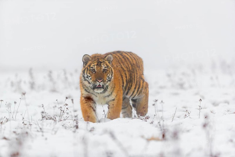 One young Siberian Tiger, Panthera tigris altaica, running over snowy meadow with dense fog in the background