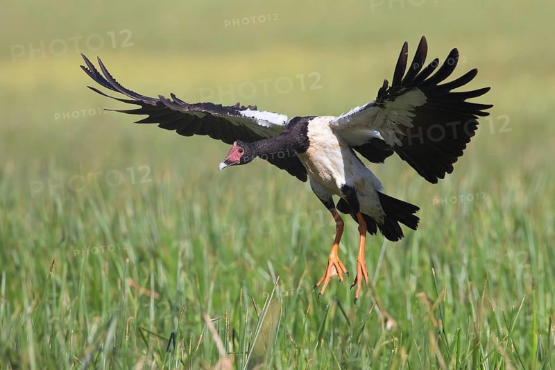 Magpie Goose (Anseranas semipalmata) landing, Queensland, Australia