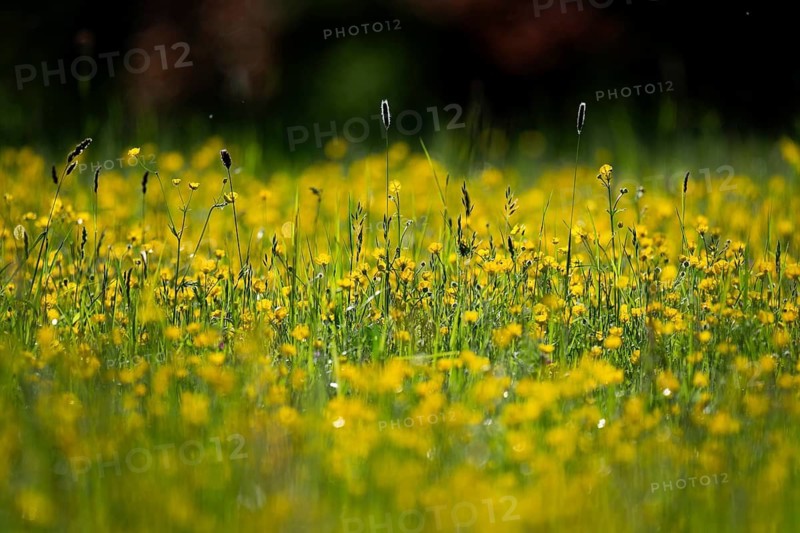 Flower meadow, Ranunculus acris, Rosensteinpark, Stuttgart, Baden-Württemberg, Germany