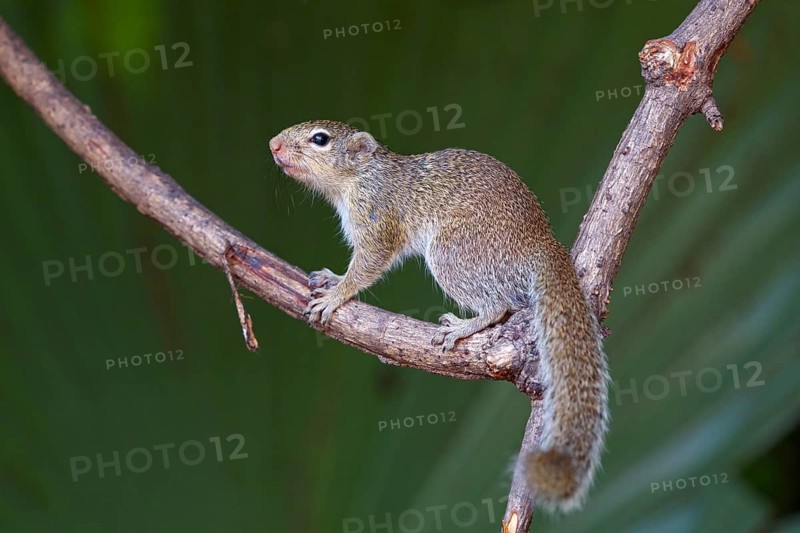 Gambian sun squirrel (Heliosciurus gambianus) Gambian sun squirrel, Balaba nature camp, Janjabureh, South Bank, Gambia