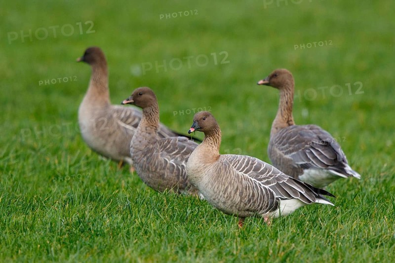 Pink-footed Goose (Anser brachyrhynchus) group resting, Netherlands