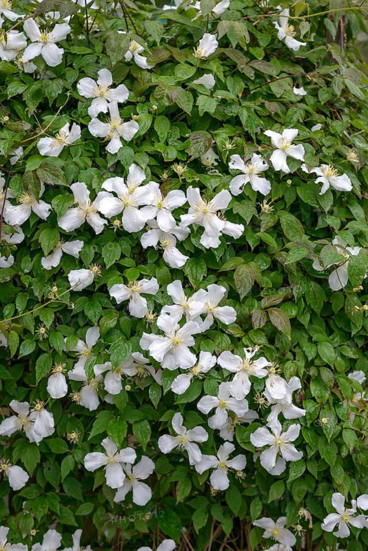 Clematis montana var. grandiflora, Great Britain