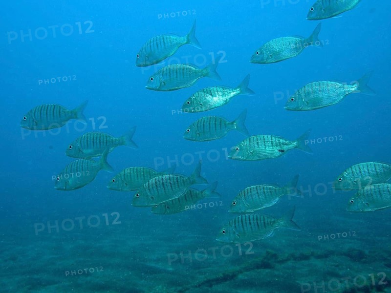 Marble bream (Lithognathus mormyrus)