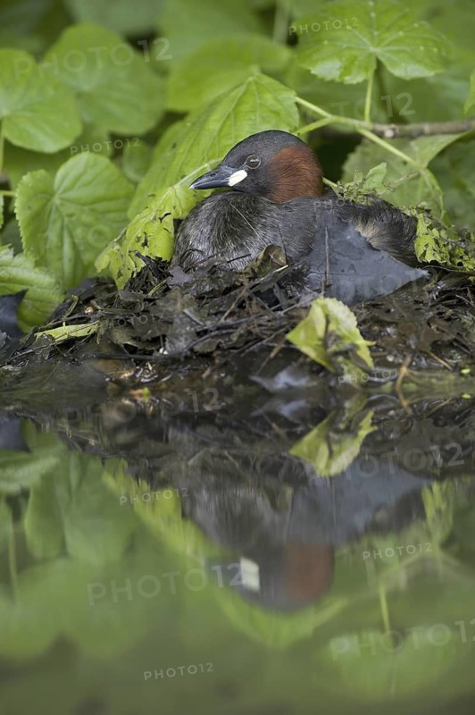 Little Grebe (Tachybaptus ruficollis), Saxony, Germany
