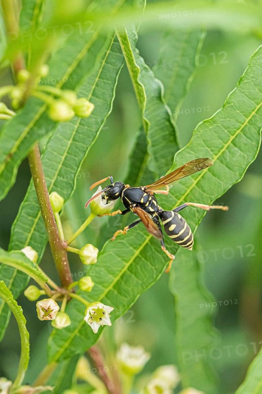 Gallic field wasp collecting nectar, european paper wasp (Polistes dominula), columnar deciduous tree (Frangula alnus FINE LINE)