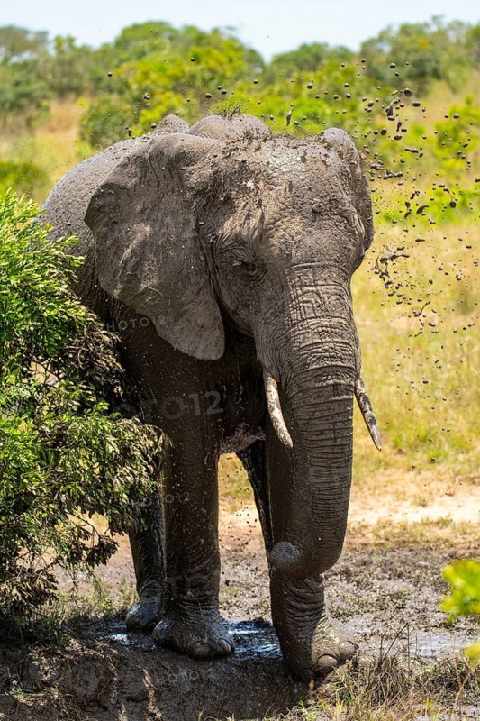A majestic elephant indulges in a mud bath in the Masai Mara, Kenya. The vibrant greenery and open savannah provide a stunning backdrop to this serene safari scene