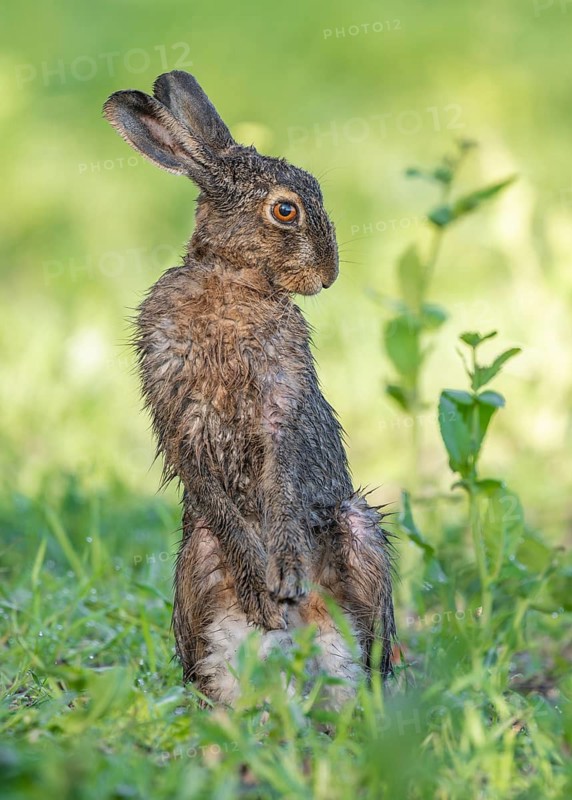 European hare (Lepus europaeus) with wet fur standing in a field, wildlife, Thuringia, Germany
