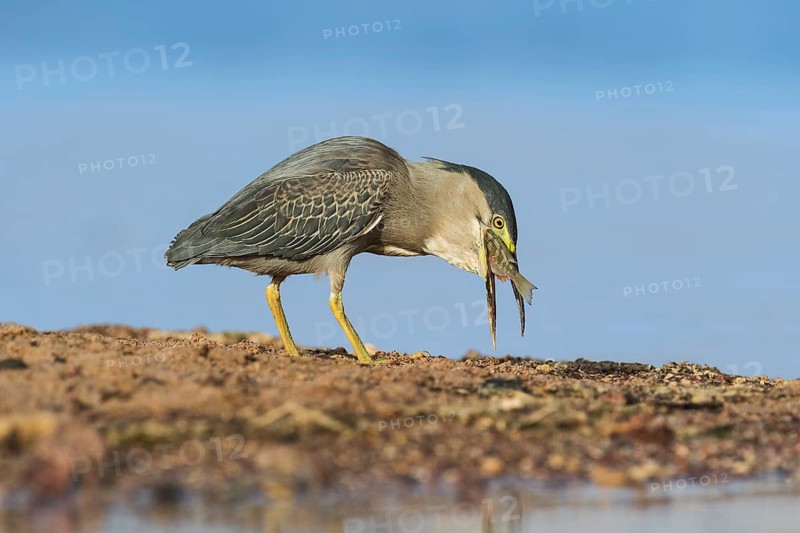 Striated Heron (Butorides striata) with fish prey in its beak, Eilat, Israel