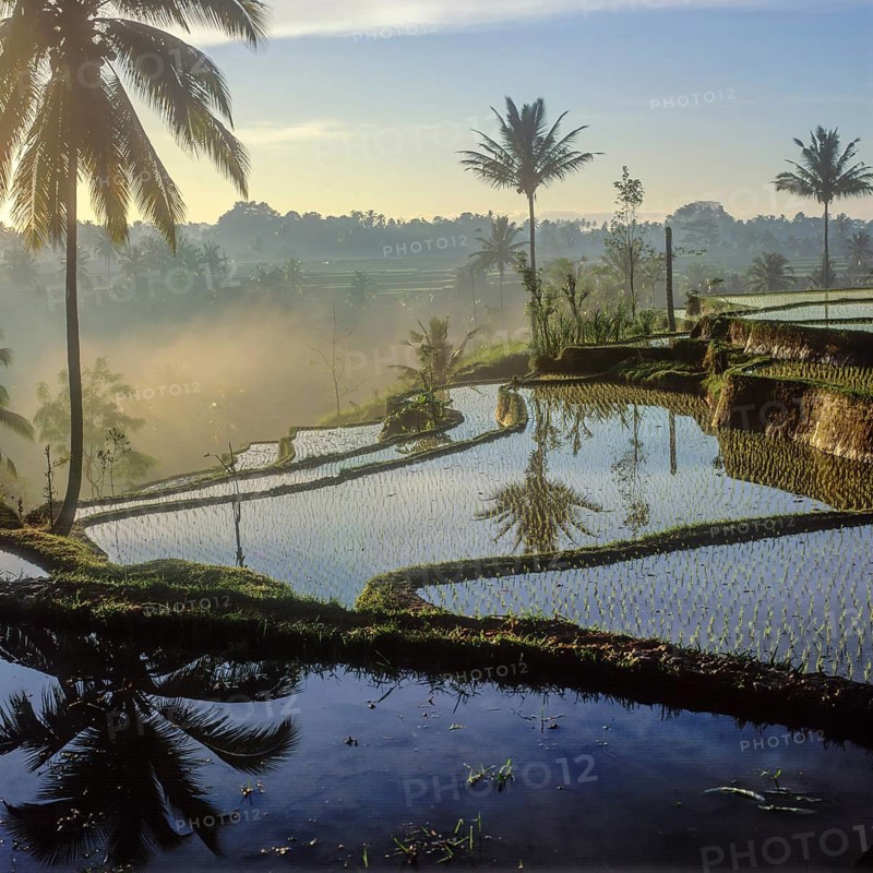 Terrassenreisfelder bei Tegalalang im Sonnenaufgang, Bali, Indonesien