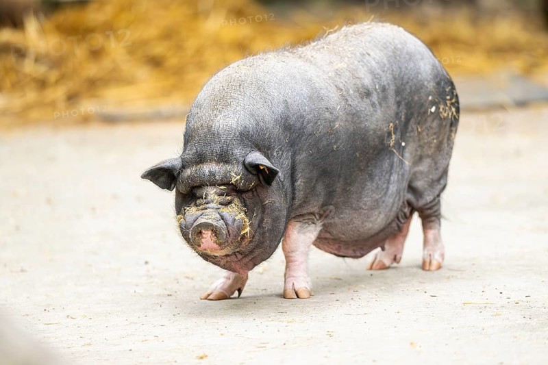 Vietnamese Pot-bellied pig, Bavaria, Germany