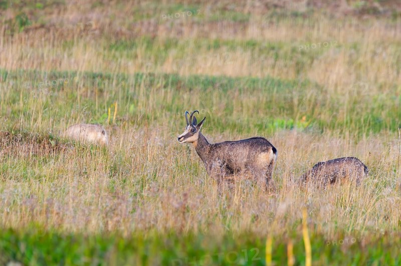 Chamois (Rupicapra rupicapra) on a meadow in the Vosges Mountains, wildlife, France