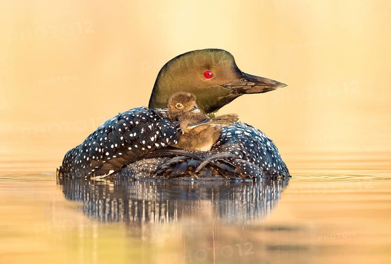 Great Northern Loon (Gavia immer) with chick, British Columbia, Canada