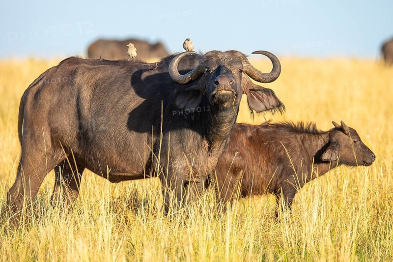 A striking image capturing two African buffaloes, an adult and a calf buffalo in a golden savannah, with birds perched peacefully on one's back, bathed in the warm sunlight