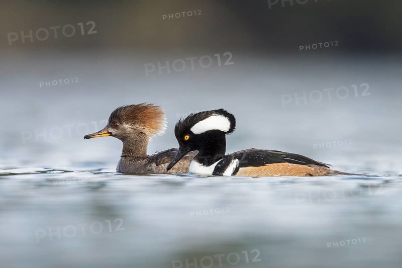 Hooded Merganser (Lophodytes cucullatus) in the ocean near Victoria, British Columbia, Canada