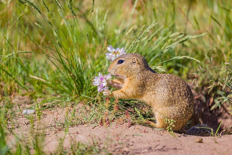 A European ground squirrels (Spermophilus citellus) or European souslik stands on sand with some green grass in the background, and eats crownvetch (Securigera varia)