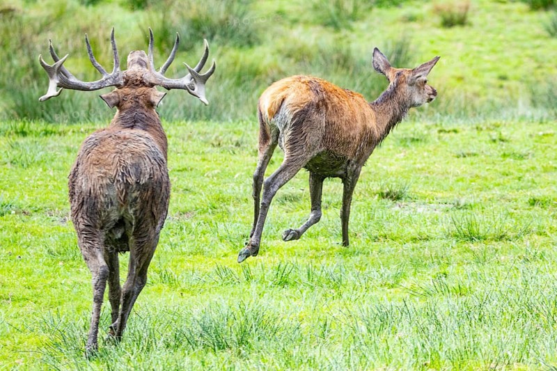 Red deer (Cervus elaphus) Rutting behaviour captive Germany