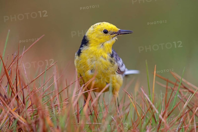 Citrine wagtail, (Motacilla citreola), foraging in a biotope, Middle East, Oman, songbird, family of stilts and pipits, Raysut, Salalah, Dhofar, Oman