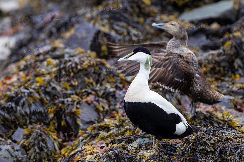 Eider duck (Somateria mollissima), breeding pair in seaweed, female flapping her wings, Vardø, Varanger, Finnmark, Norway