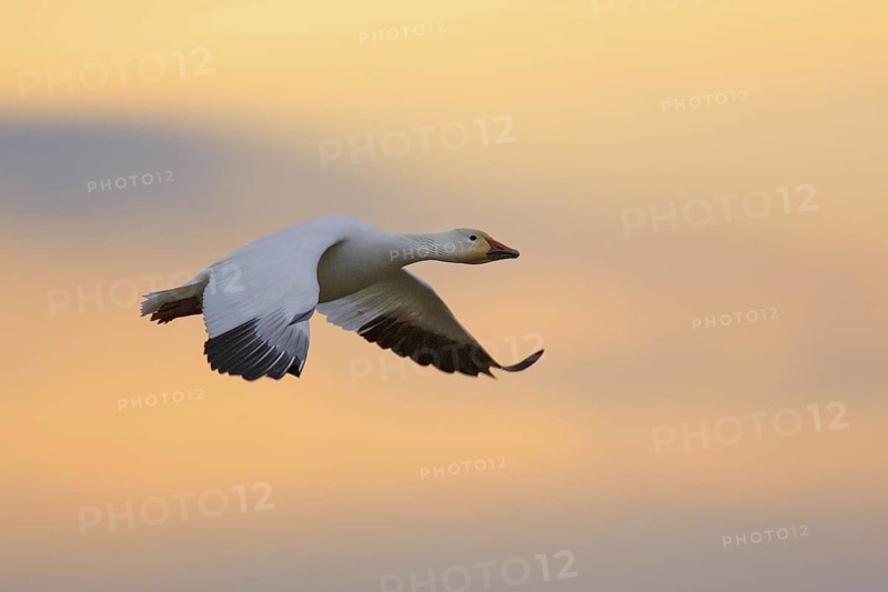 Snow Goose (Anser caerulescens) flying, British Columbia, Canada