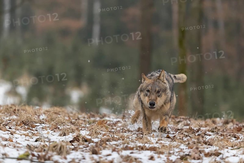 One young male eurasian gray wolf (Canis lupus lupus) running towards the camera over a forest floor with dead brown leaves on the ground