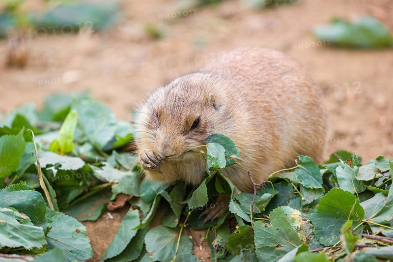 A black-tailed prairie dog (Cynomys ludovicianus) sits on sandy ground, eating leaves