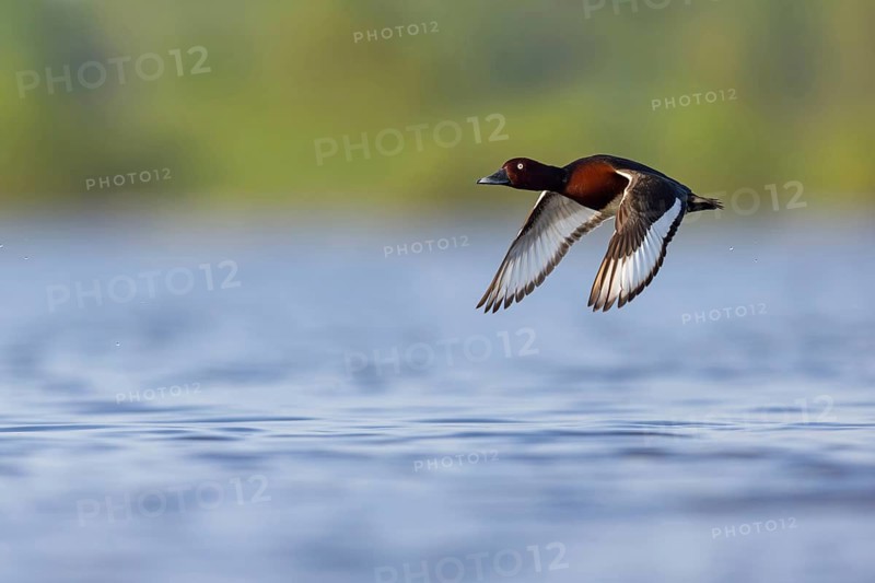 Ferruginous Duck, Ferruginous Pochard, (Aythya nyroc), (Anas nyroca), Fuligule nyroca, Porrón Pardo, Race area, Reservoir, Race, Race-Fram, Slovenia